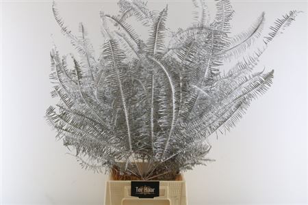 Droog Fern Zilver