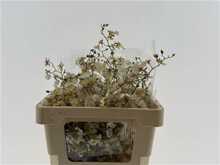 Orchids Oncidium White Snow 50cm