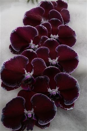Phalaenopsis White 70cm 2/4bl