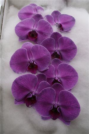 Phalaenopsis White 70cm 2/4bl