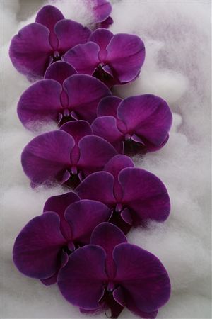 Phalaenopsis White 70cm 2/4bl