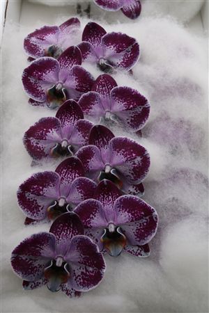 Phalaenopsis White 70cm 2/4bl