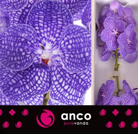 Vanda Kan Indigo 20cm