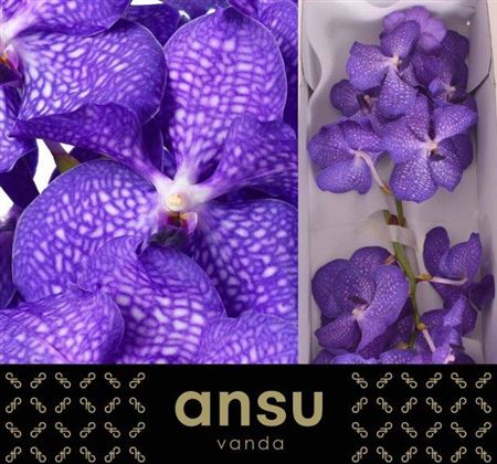 Vanda Magic Blue 30cm