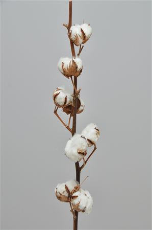 Gossypium Hirsutum White 80cm 11+