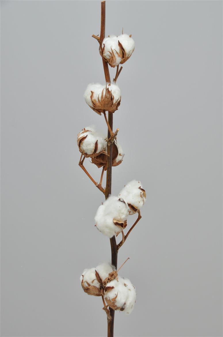 Dried Gossypium (COTTON) 80cm