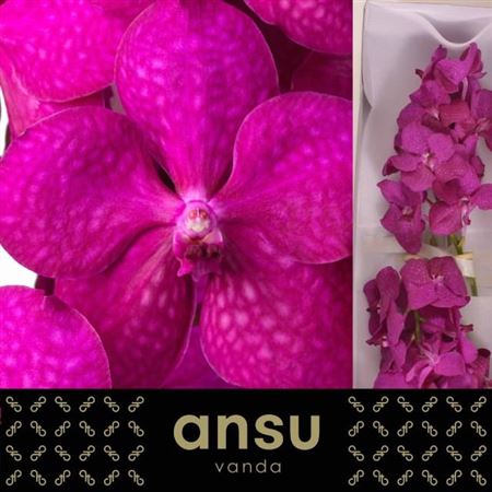 Vanda Sunanda Cerise Magic Per Stem 20cm