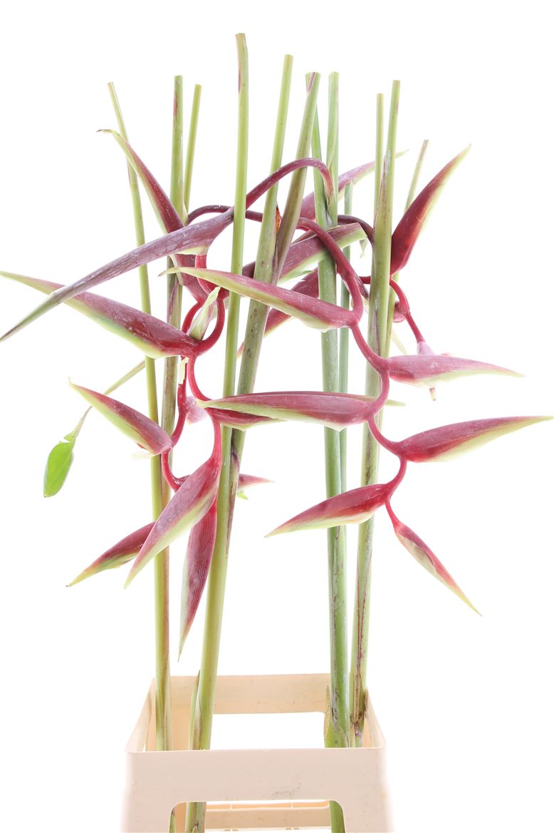 Heliconia Sexy Scarlet 90cm