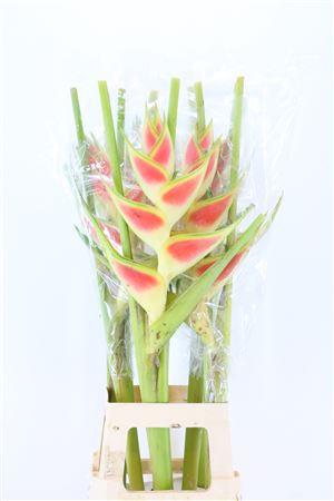 Heliconia Wagn Chubby 100cm