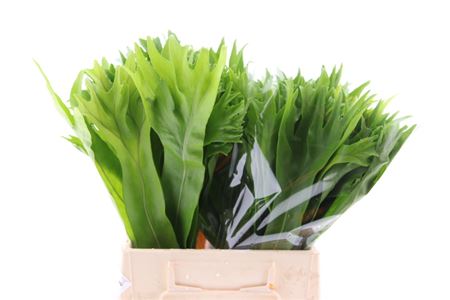 Lettuce Fern (mg)