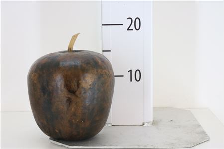 Jungle Apple Dark Brown(mg)