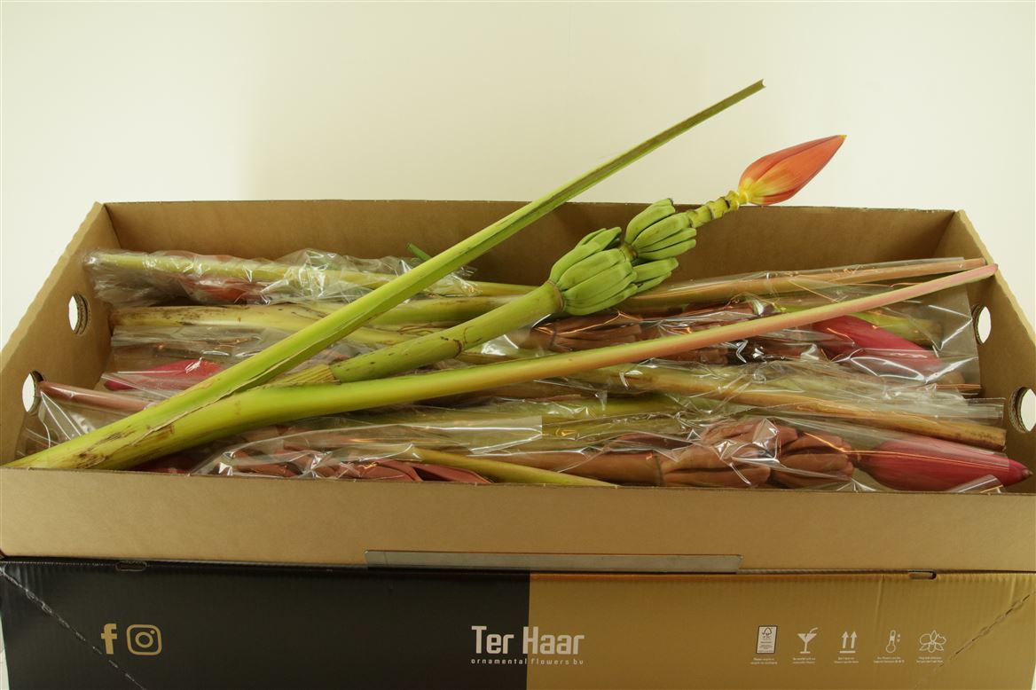 Heliconia Bouquet 90cm