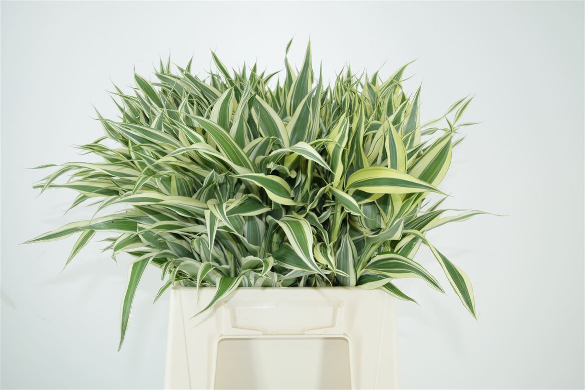 Dracaena Sanderiana 45cm