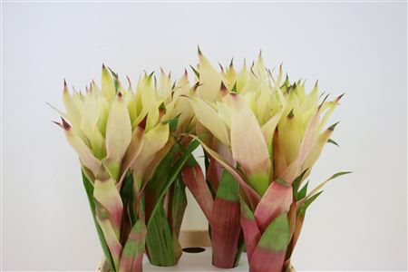 Bromelia Cream