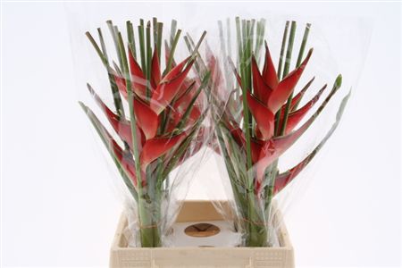 Heliconia Caribea 50cm