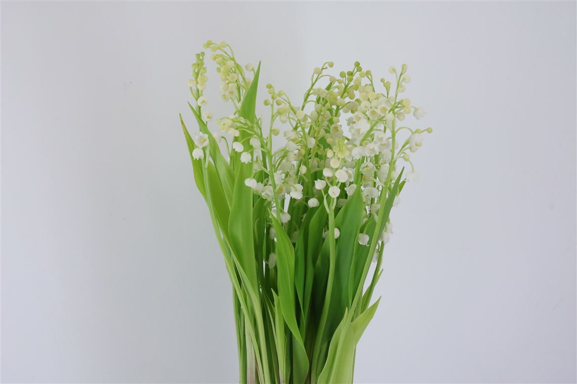 Convallaria Majalis White 20cm