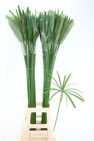 Cyperus Glaber Xl