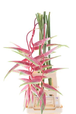Heliconia Sexy Scarlet 110cm
