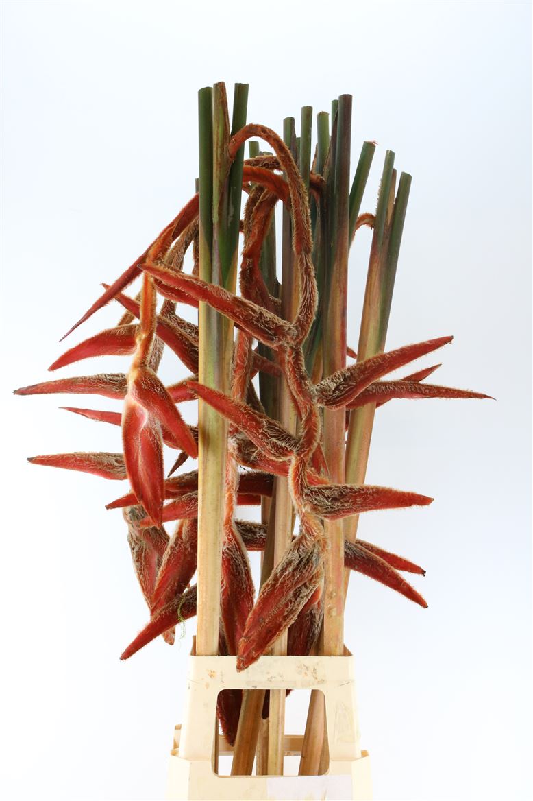 Heliconia She Kong 90cm