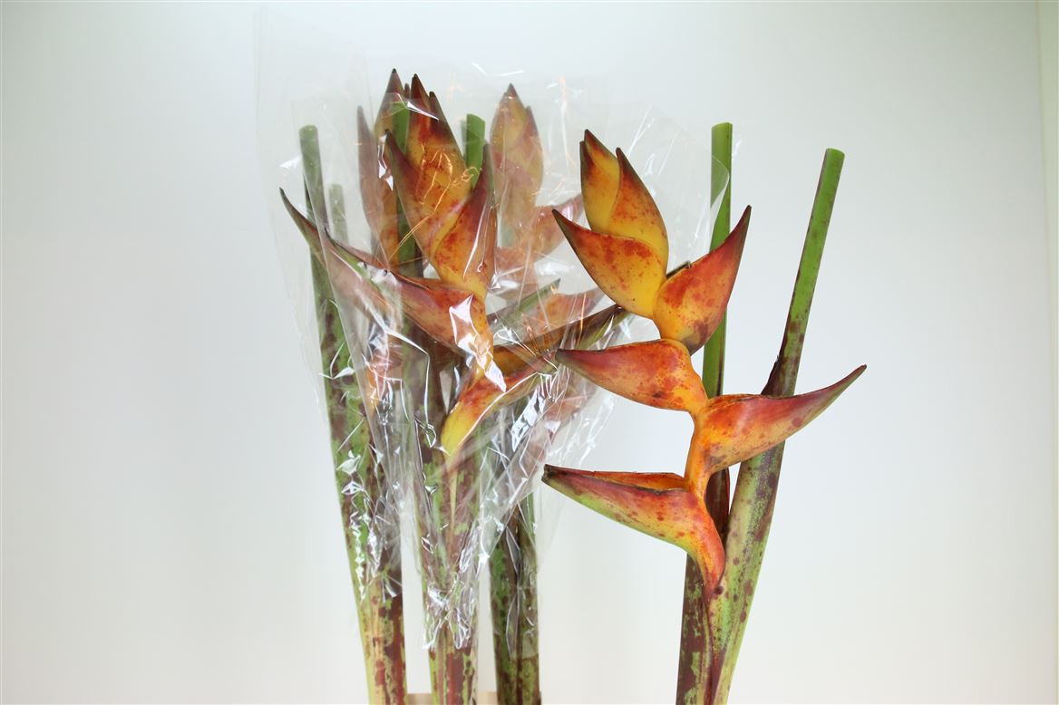 Heliconia Splash 100cm