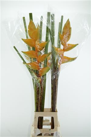 Heliconia Bq 3 90cm