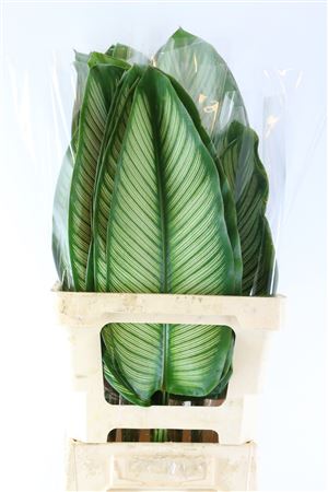 Calathea White Star Xl