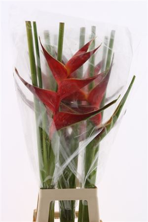 Heliconia Bq 3 90cm