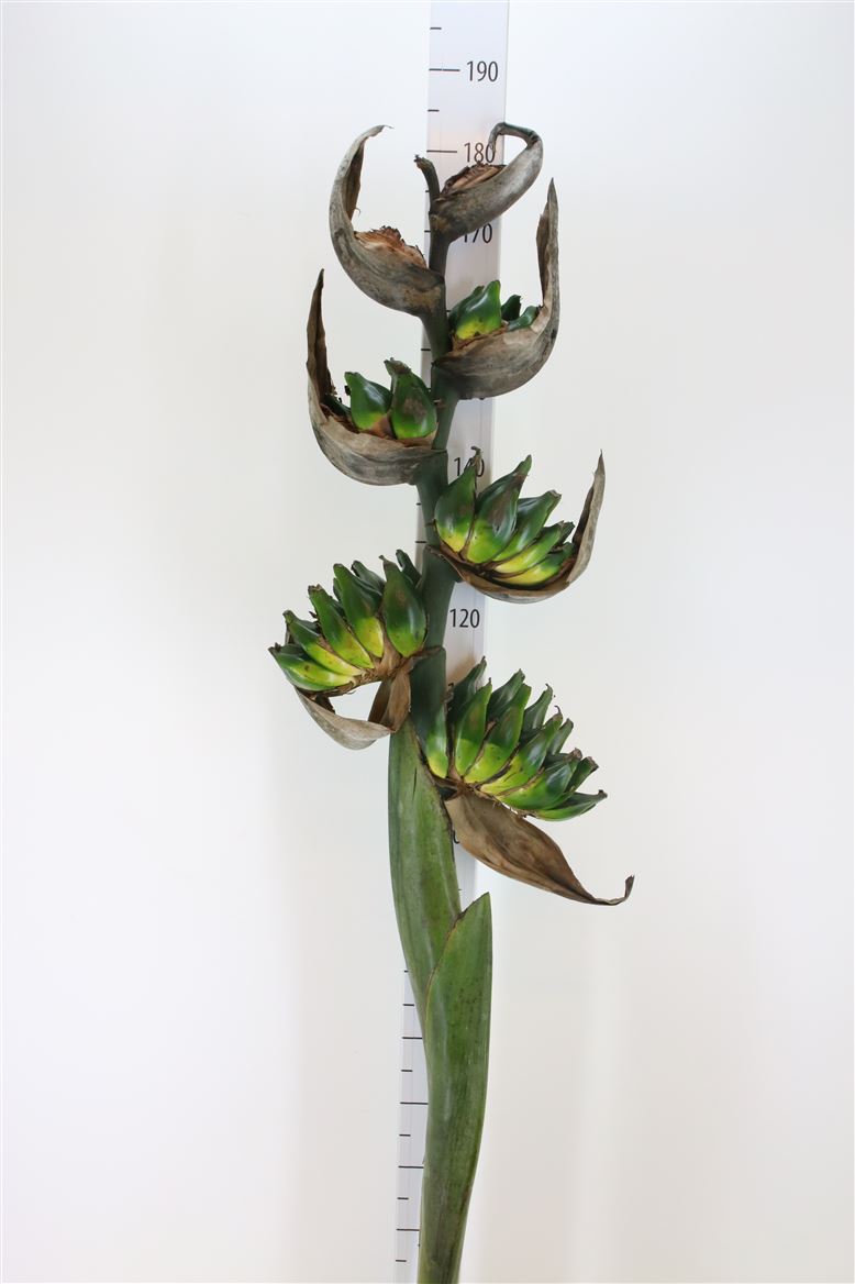 Heliconia Guy 180cm