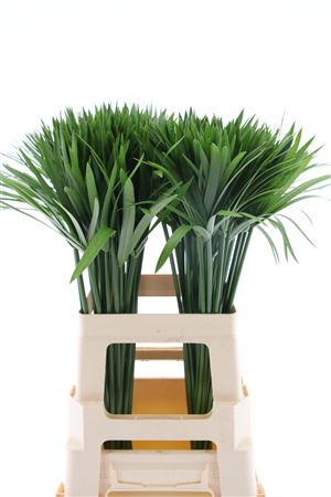 Cyperus Glaber
