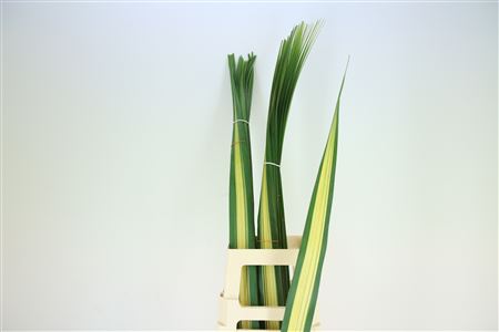 Pandanus 100cm