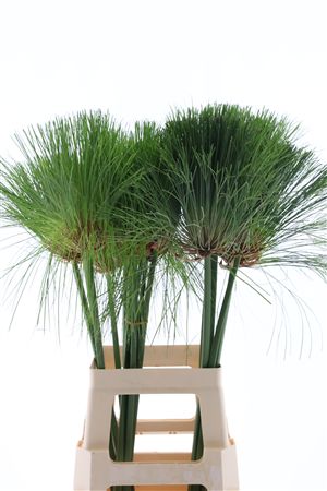 Cyperus Papyrus 80cm