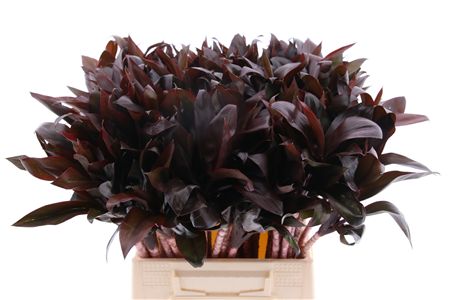 Cordyline Compacta (rd)