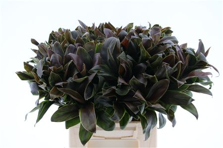 Cordyline Compacta Groen[rd]
