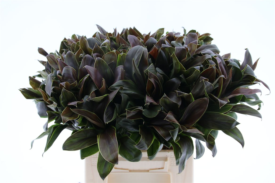 Dracaena Fr Compacta 50cm