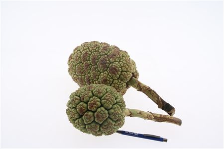 Asst Cutflowers 50cm