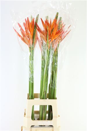 Heliconia Opal Orange 80cm