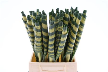 Pandanus Cone 50cm
