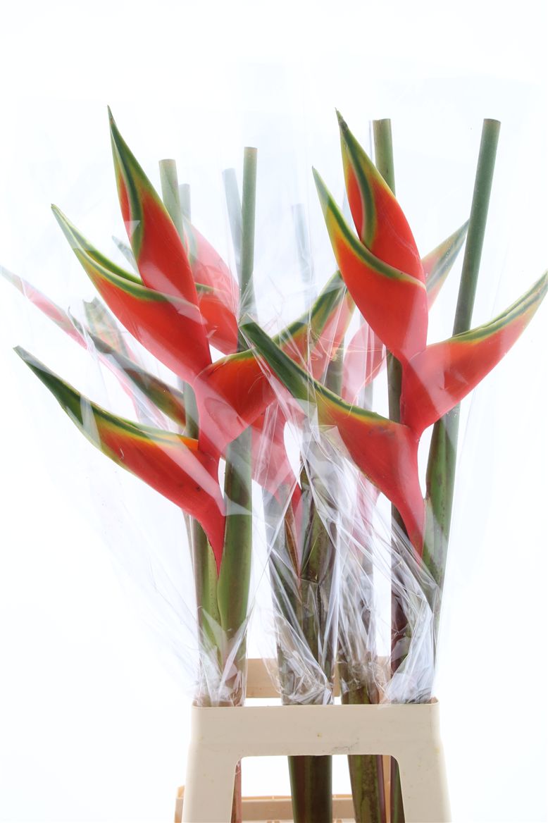 Heliconia Bq 3 90cm