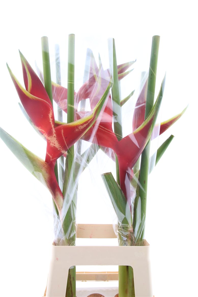 Heliconia Bq 3 90cm