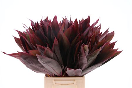 Cordyline Ivory Red Top