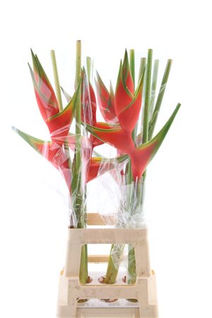 Heliconia Bq 3 90cm