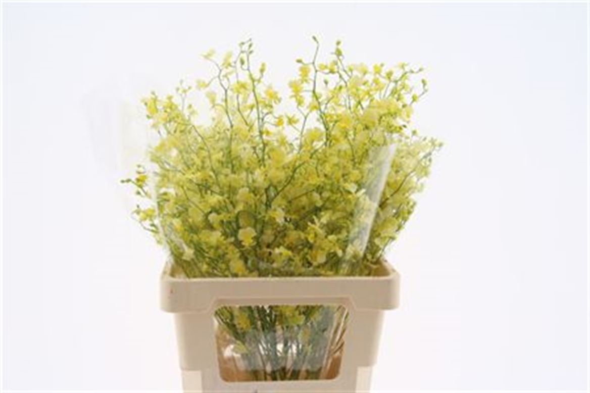 Oncidium Yellow 80cm