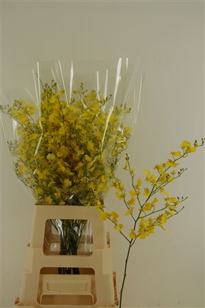 Oncidium Honey Angel M