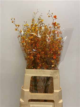 Oncidium Yellow 70cm
