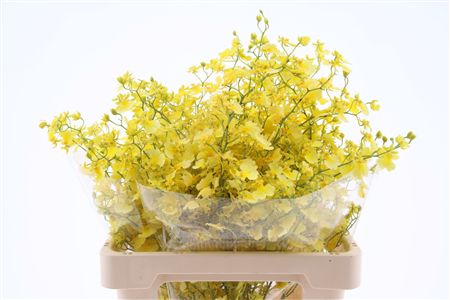 Oncidium Elena M