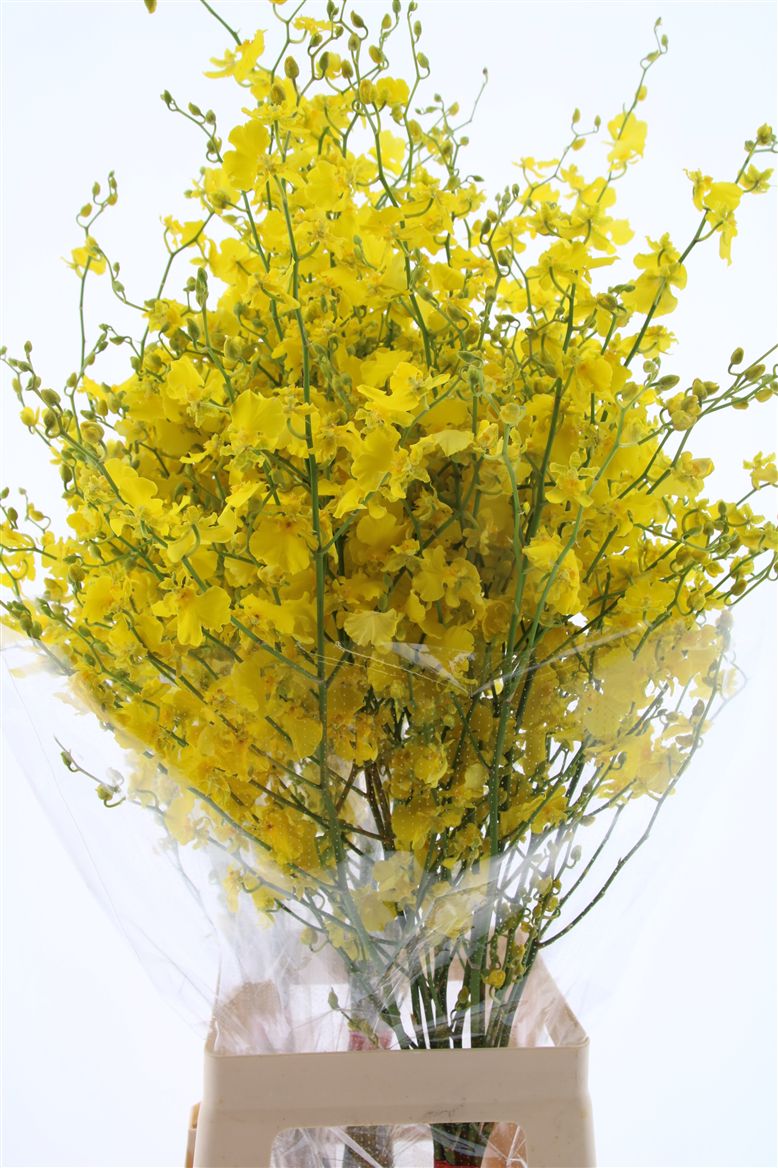 Oncidium Yellow 80cm