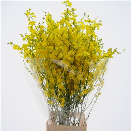 Oncidium Yellow 90cm