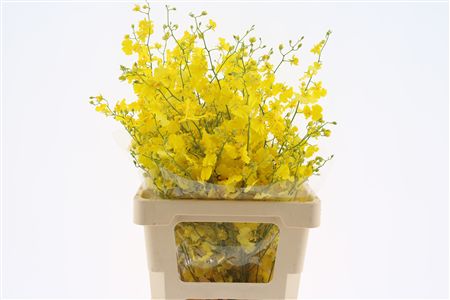 Oncidium Yellow 70cm