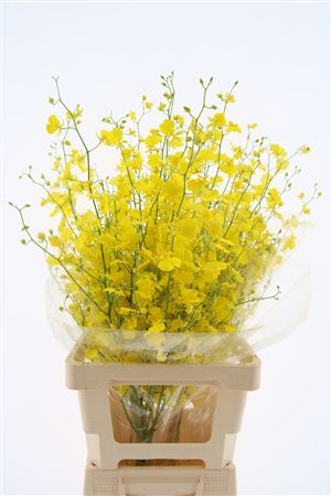 Oncidium Yellow 80cm