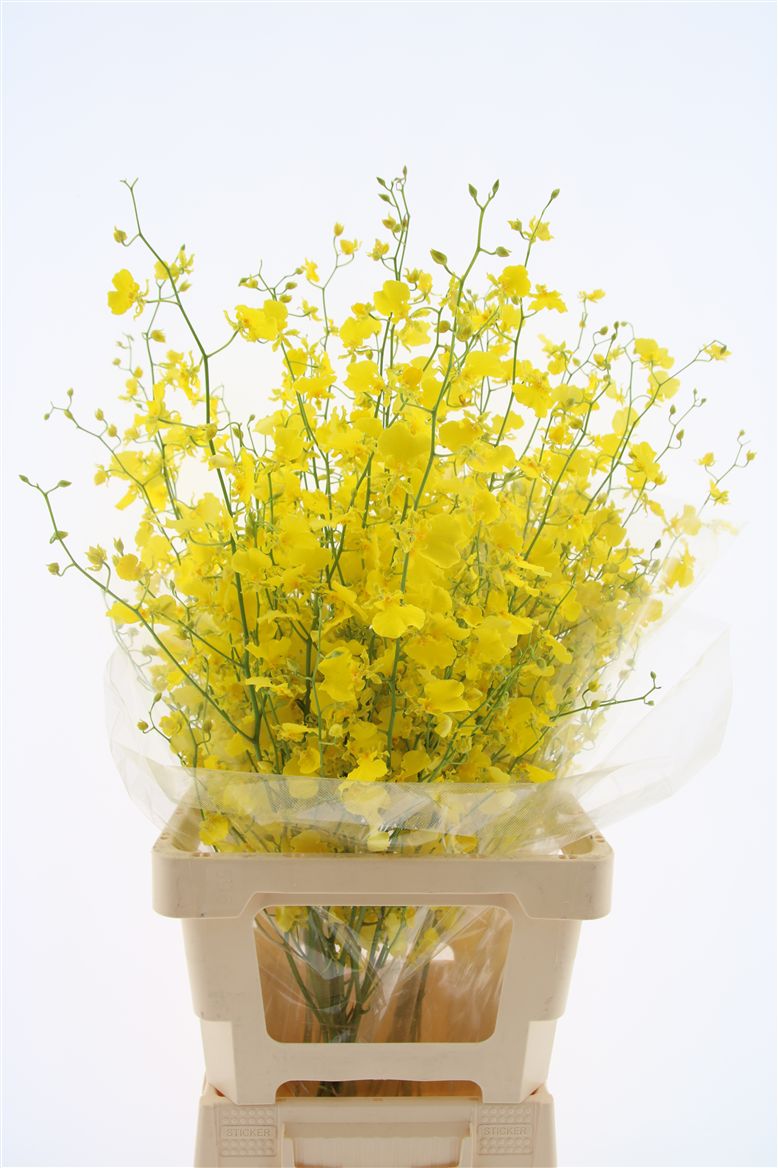 Oncidium Yellow 80cm